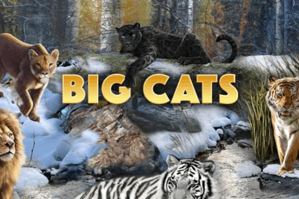 Game image: Big Cats by WGS
