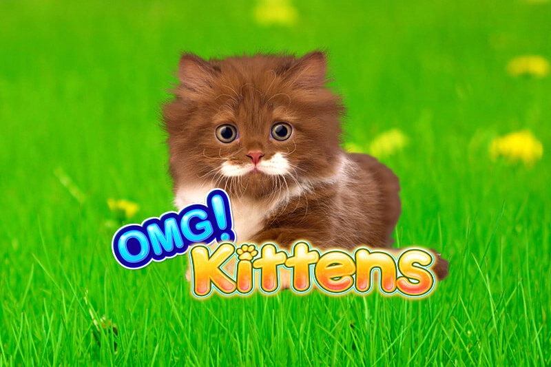 Game image: OMG Kittens by Light & Wonder